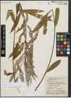 Foto von Salix alba subsp. vitellina (L.) Arcang. x Salix babylonica L.